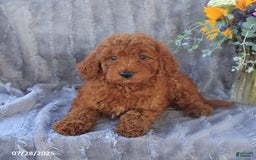 Mini Goldendoodle dogs for sale: Ulysses - Image 8