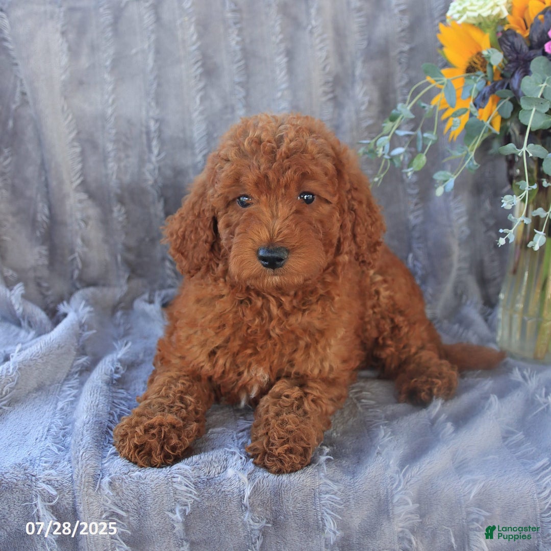 Mini Goldendoodle dogs for sale: Ulysses - Image 8