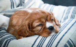 Cavalier King Charles Spaniel dogs for sale: Clifford - Image 37