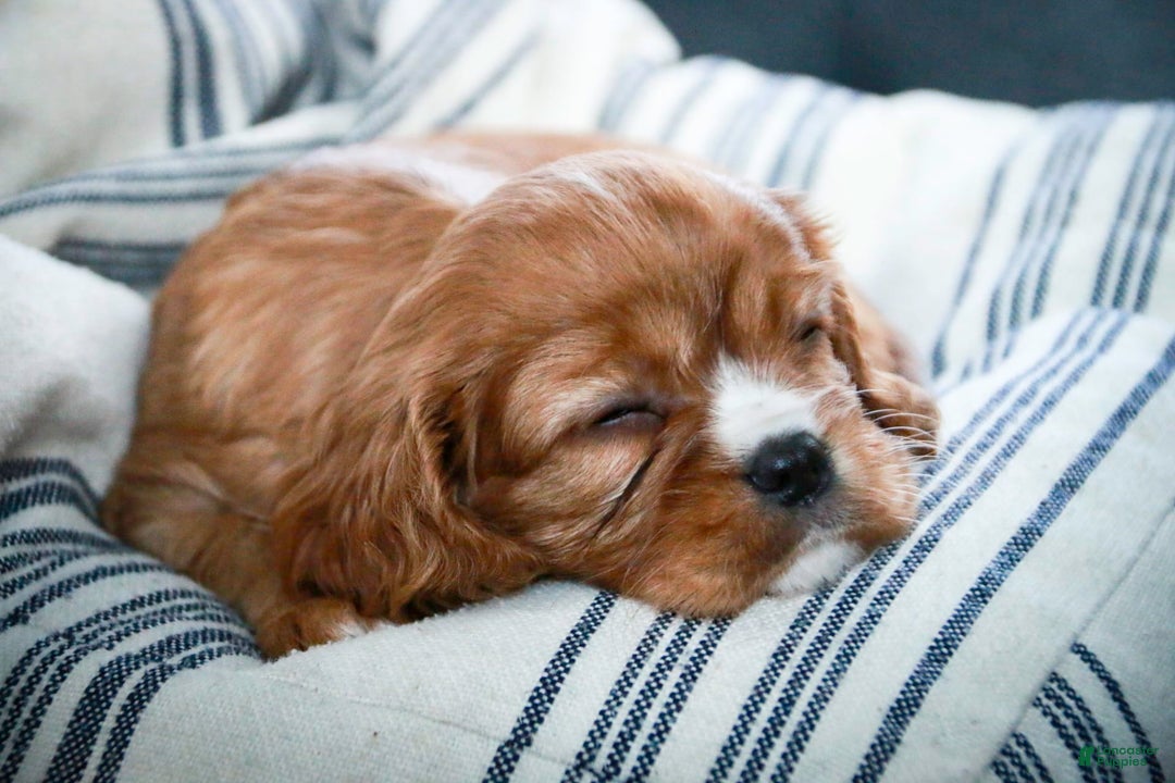 Cavalier King Charles Spaniel dogs for sale: Clifford - Image 37