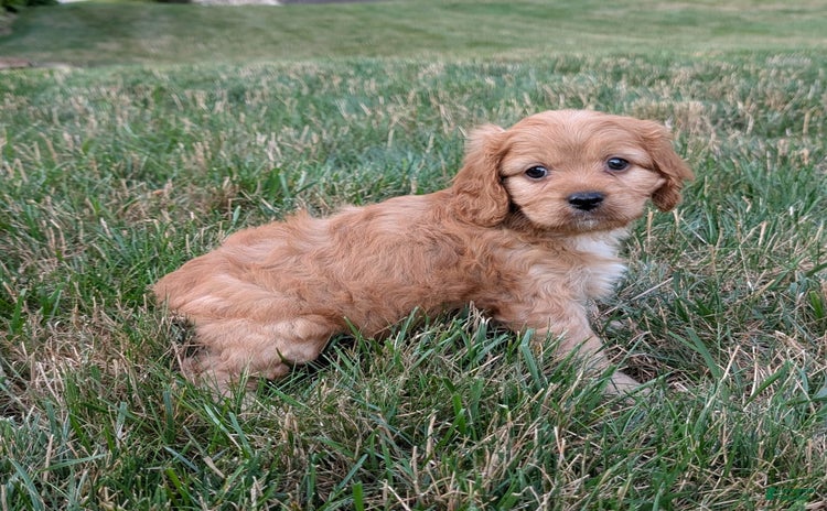 Cavapoo dogs for sale - Ad 3
