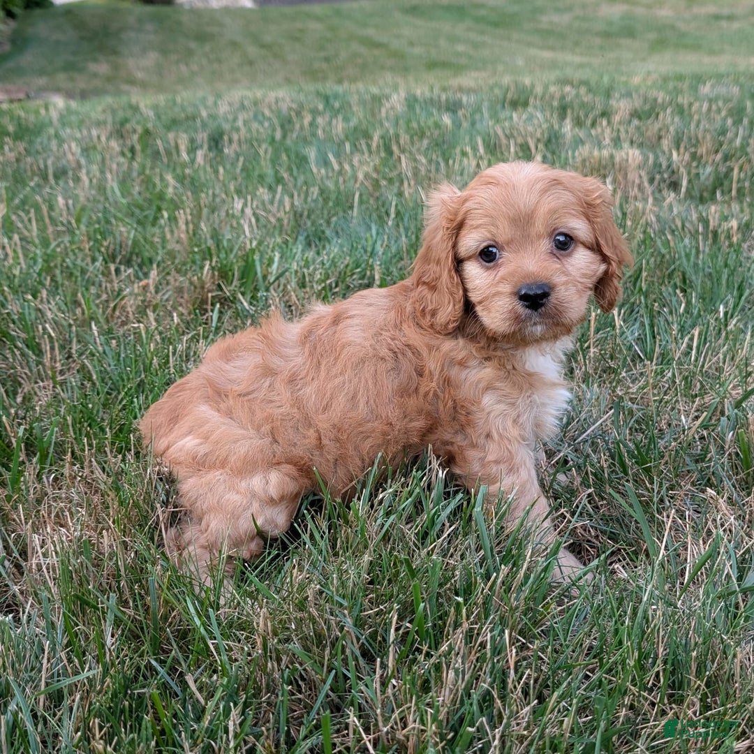 Cavapoo dogs for sale: Rusty - Image 1