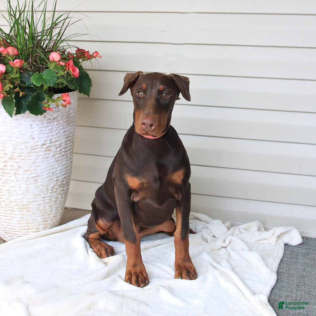 Doberman Pinscher dogs for sale: Zoe - Image 3