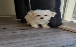 Maltese dogs for sale: Papaya - Image 8