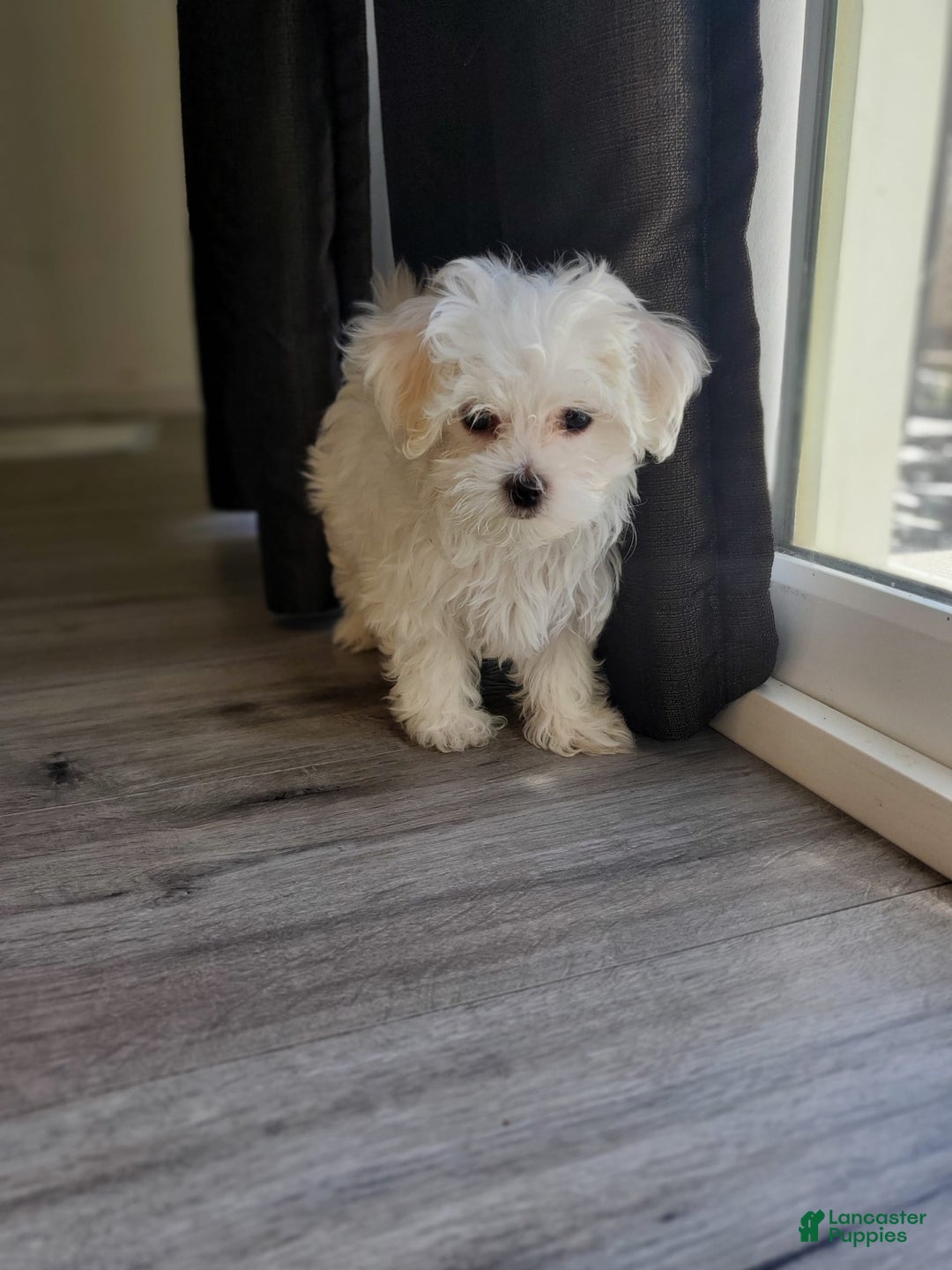 Maltese dogs for sale: Papaya - Image 8