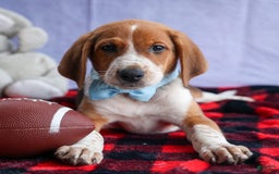 Beagle dogs for sale: Cooper - Image 5