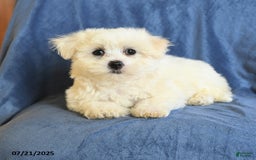 Maltese dogs for sale: Claire - Image 1