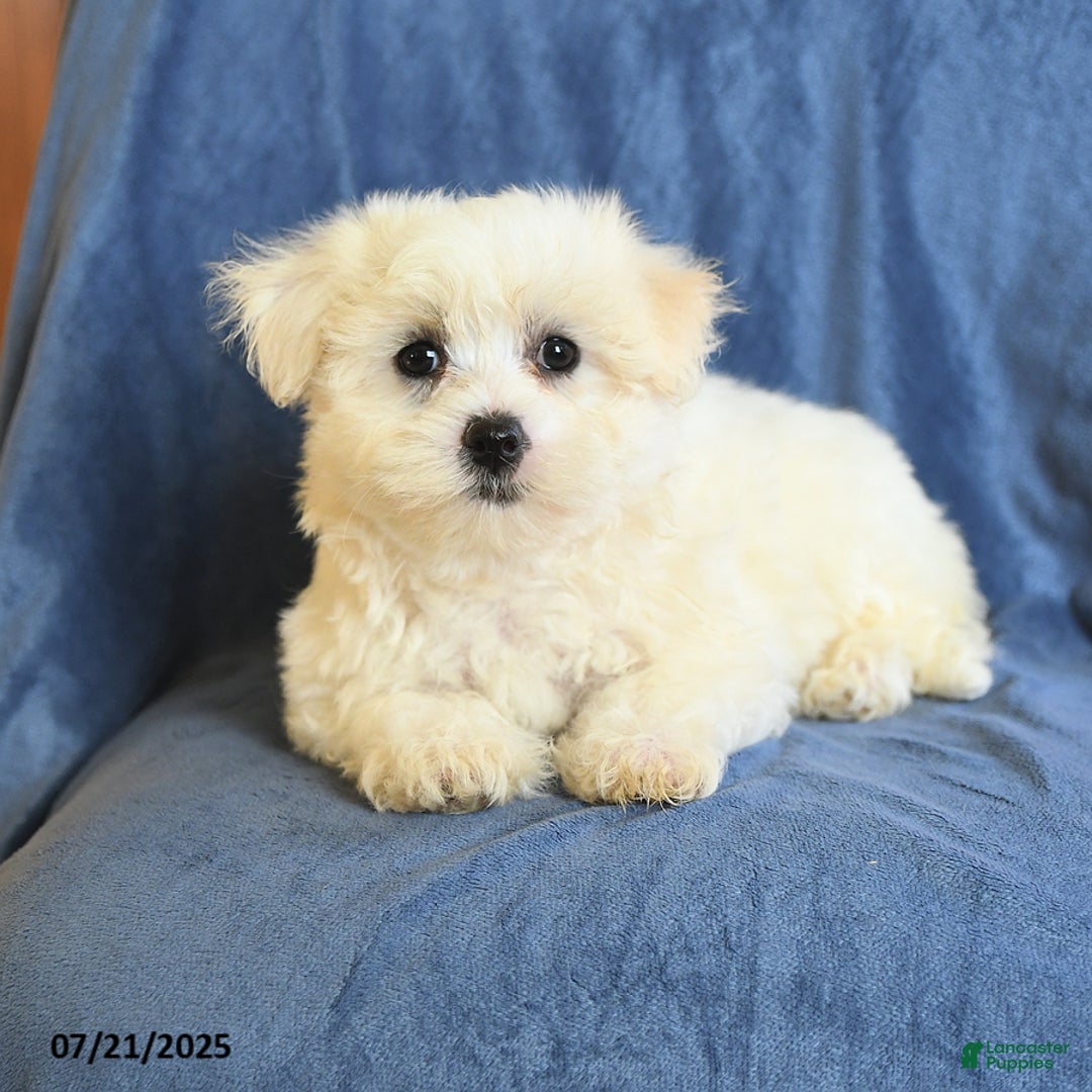 Maltese dogs for sale: Claire - Image 1