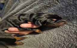 Doberman Pinscher dogs for sale: Bella - Image 2