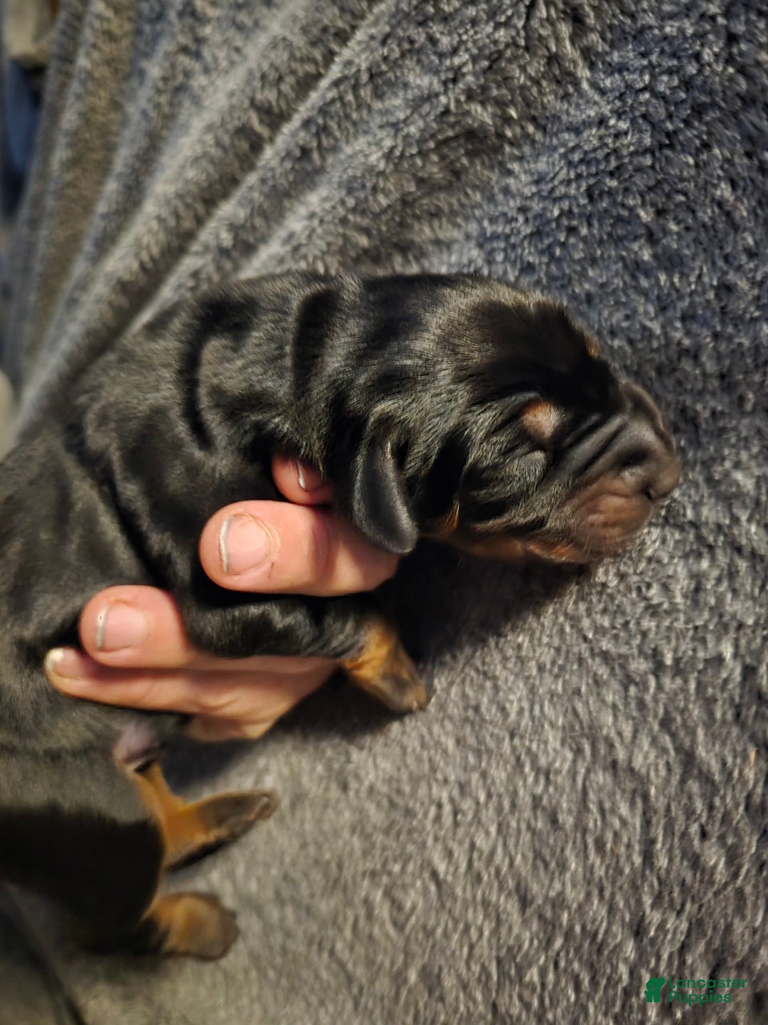 Doberman Pinscher dogs for sale: Bella - Image 2