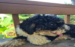 Bernedoodle dogs for sale: Candy - Image 10