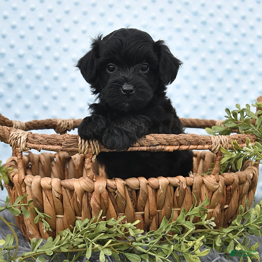Havapoo dogs for sale: Brittany - Image 6