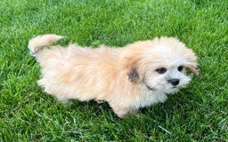 Lhasa Apso dogs for sale: Simba - Image 2