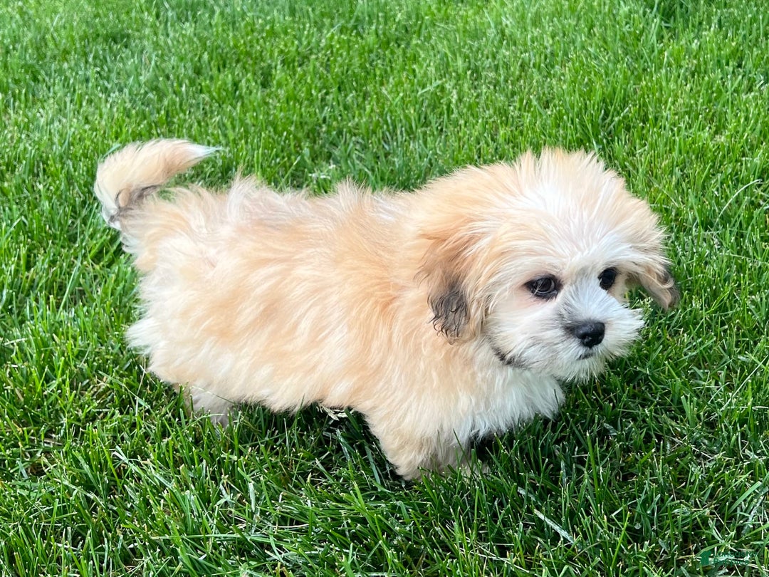 Lhasa Apso dogs for sale: Simba - Image 2