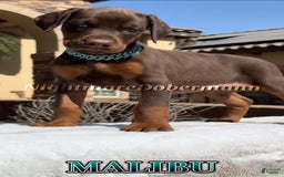 Doberman Pinscher dogs for sale: Malibu - Image 18