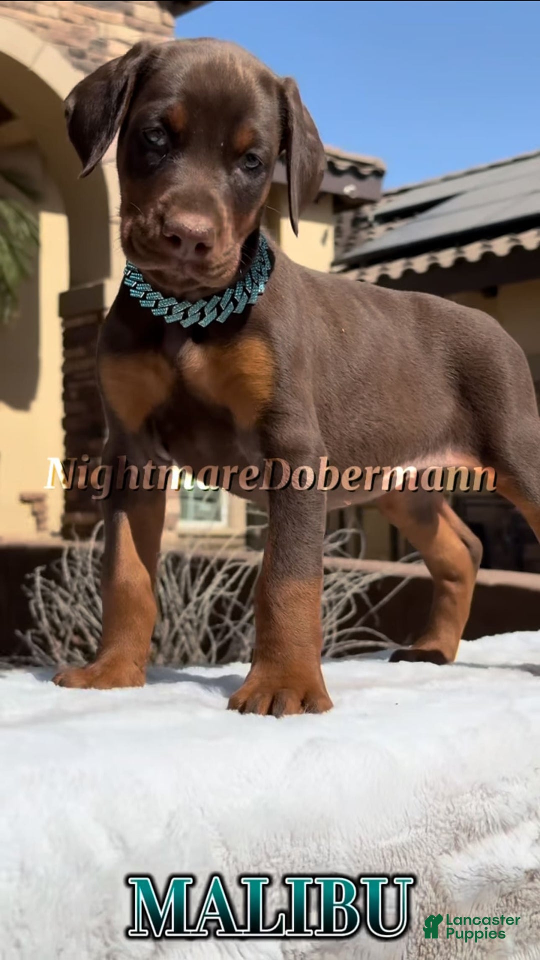 Doberman Pinscher dogs for sale: Malibu - Image 18
