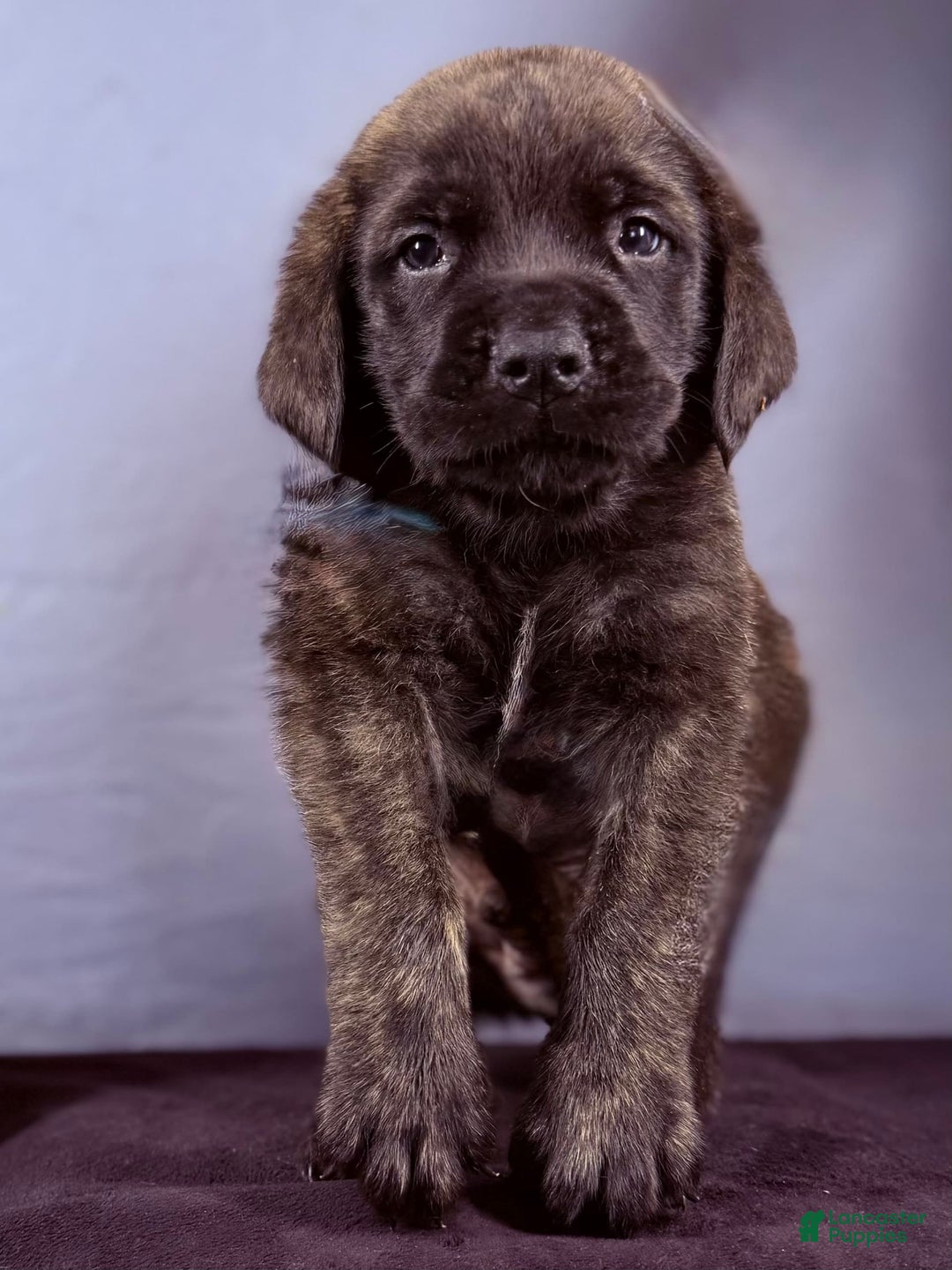 English Mastiff dogs for sale: Angel - Image 9
