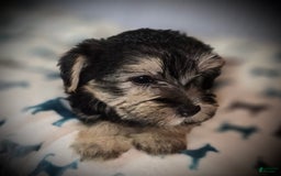Morkie dogs for sale: Albert - Image 11