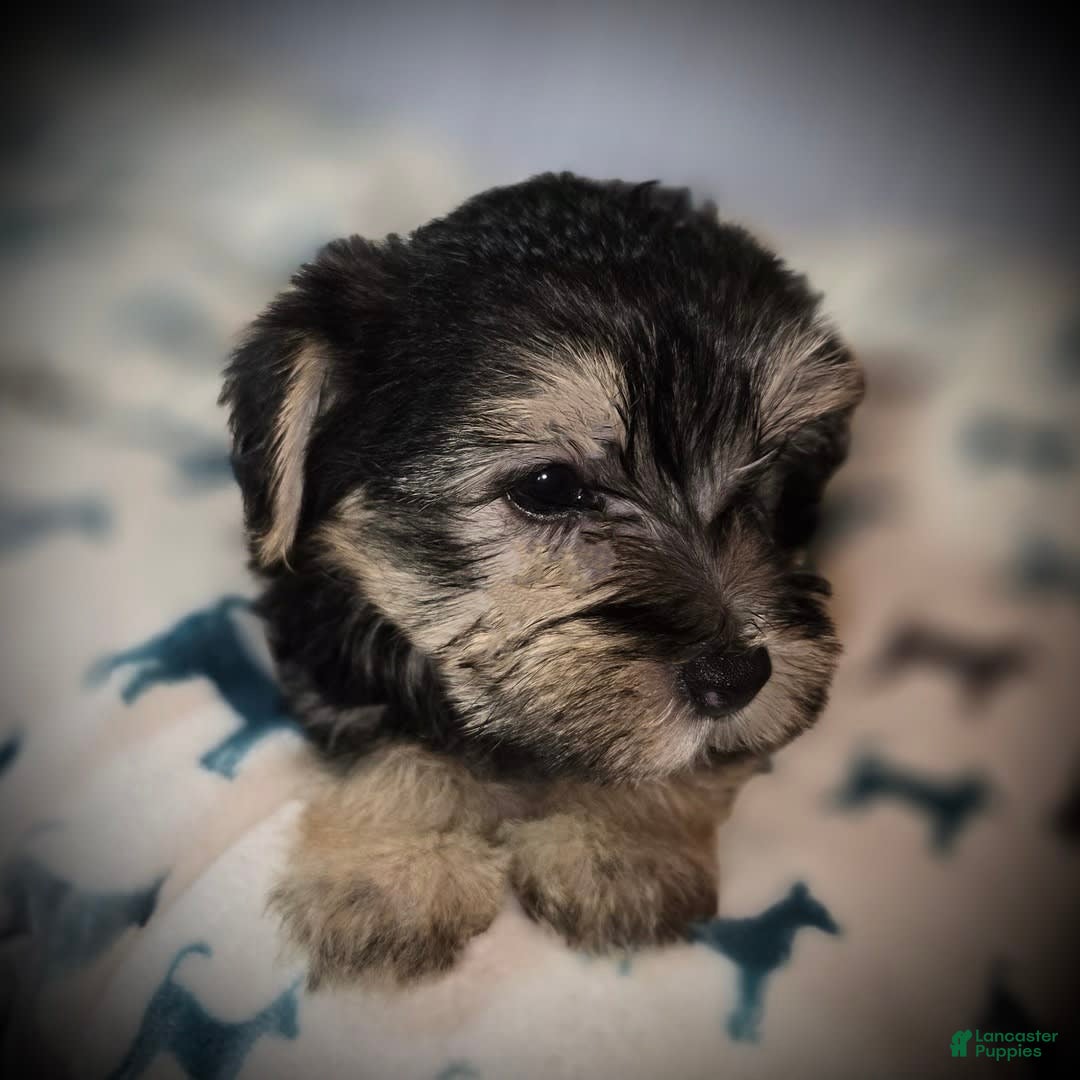 Morkie dogs for sale: Albert - Image 11