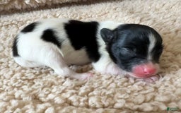 Pomeranian dogs for sale: Black Parti Boy - Image 2