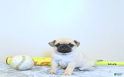 Jug dogs for sale: Rylan - Image 10