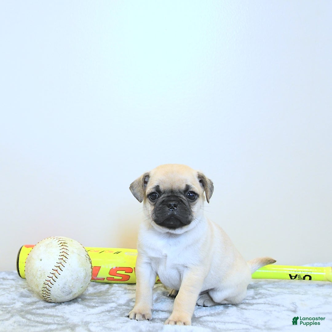 Jug dogs for sale: Rylan - Image 10