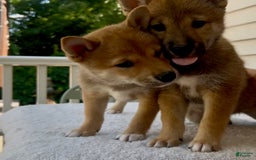 Shiba Inu dogs for sale: Gorgi - Image 2