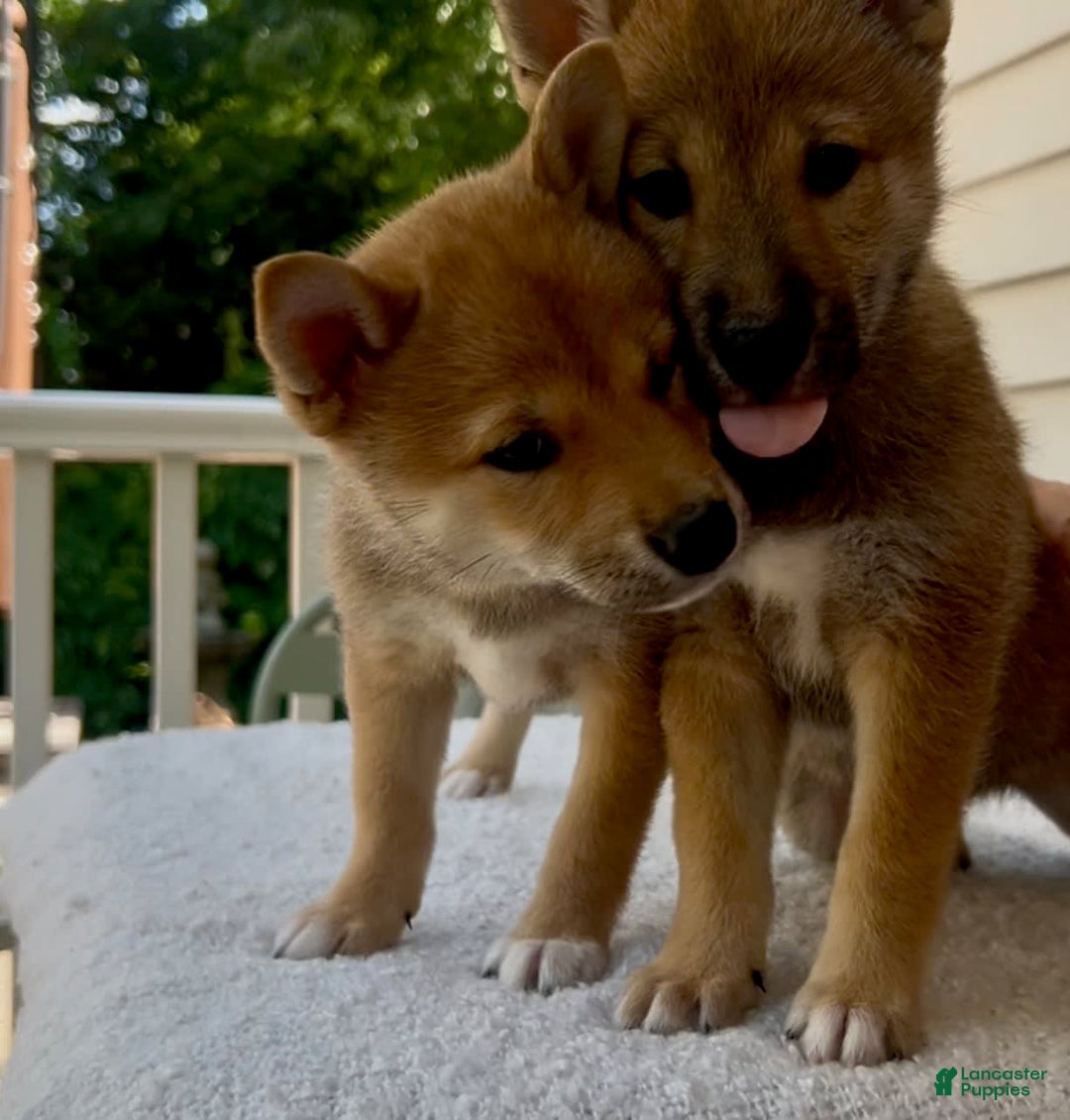 Shiba Inu dogs for sale: Gorgi - Image 2