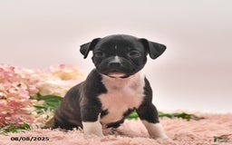 Boston Terrier dogs for sale: Shannon - Image 4