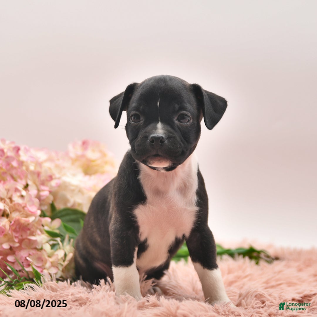 Boston Terrier dogs for sale: Shannon - Image 4