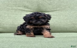Miniature Poodle dogs for sale: Jasmine - Image 5