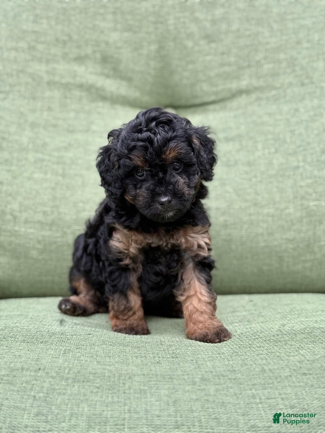 Miniature Poodle dogs for sale: Jasmine - Image 5