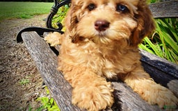 Havapoo dogs for sale: Fancy - Image 20