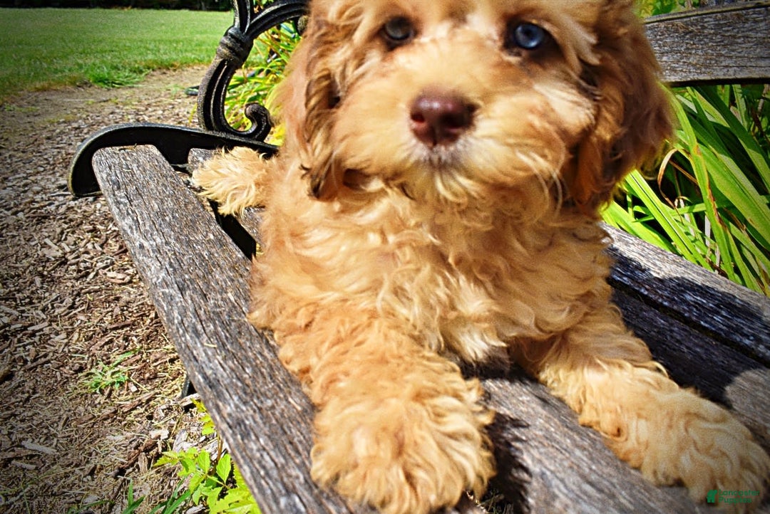Havapoo dogs for sale: Fancy - Image 20
