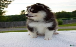 Pomsky dogs for sale: Lexi - Image 5