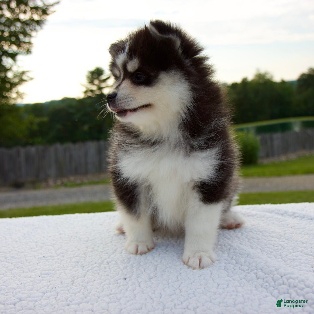 Pomsky dogs for sale: Lexi - Image 5