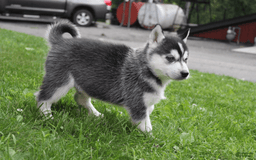 Siberian Husky dogs for sale: Alaska - Image 1