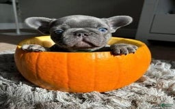 French Bulldog dogs for sale: Nil - Image 2