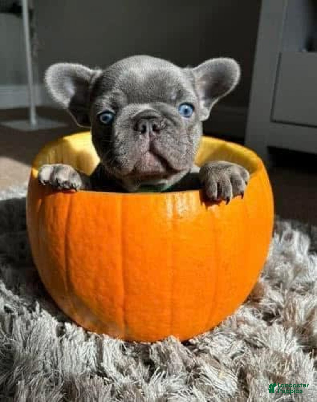 French Bulldog dogs for sale: Nil - Image 2