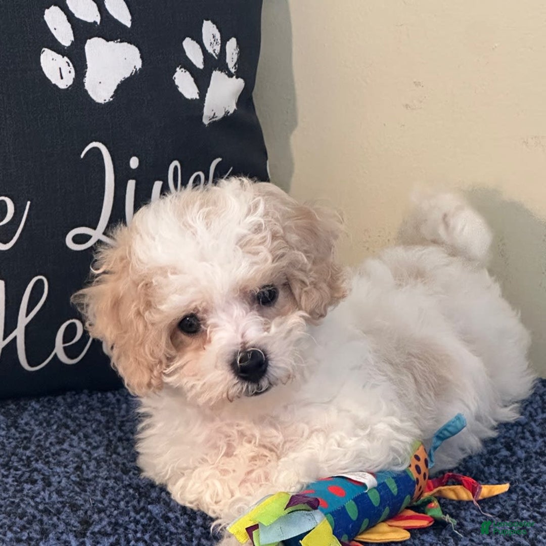 Cavachon dogs for sale: Annabelle - Image 3