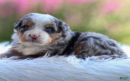 Mini Bernedoodle dogs for sale: Maya - Image 6