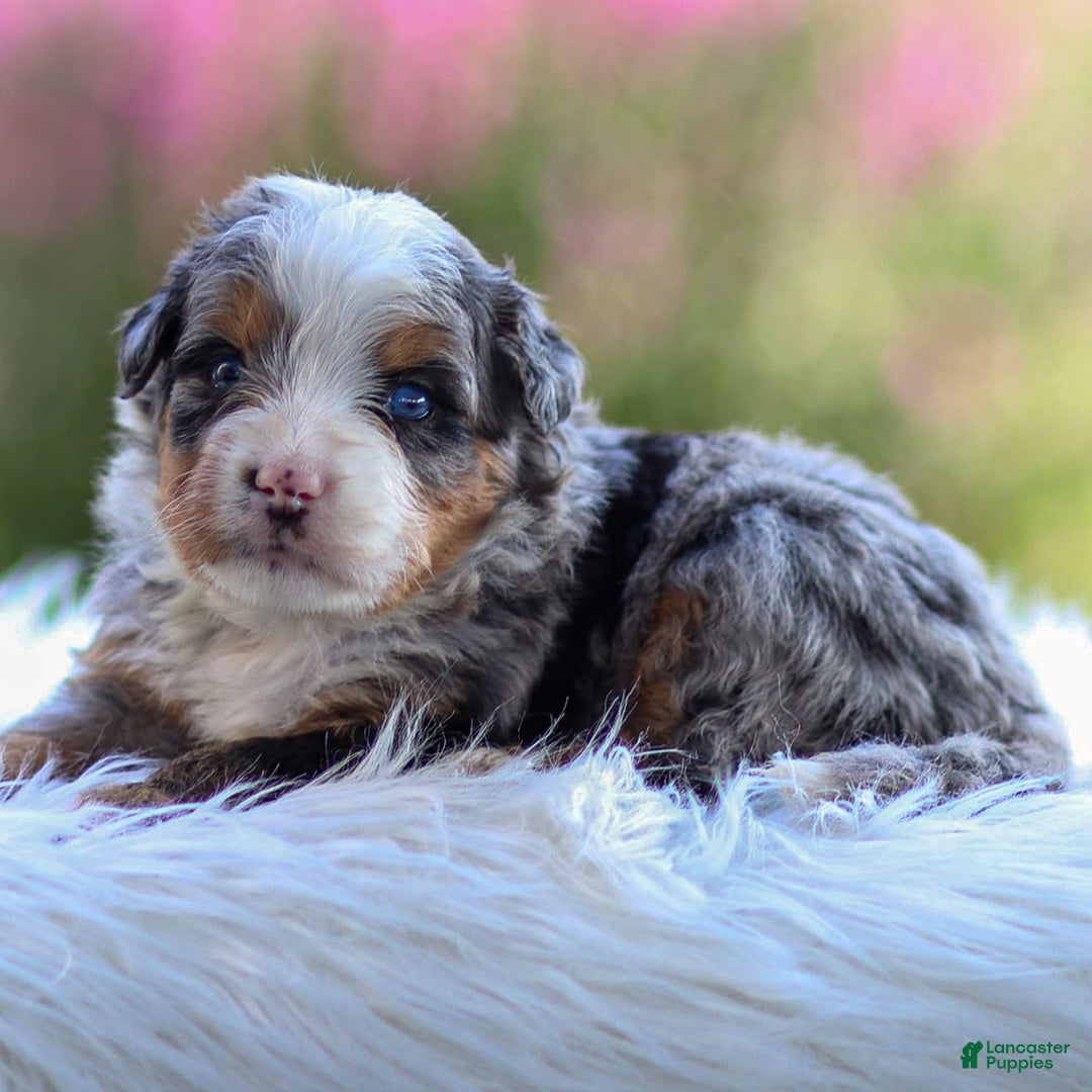 Mini Bernedoodle dogs for sale: Maya - Image 6
