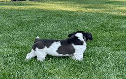 English Bulldog dogs for sale: Silas - Image 5
