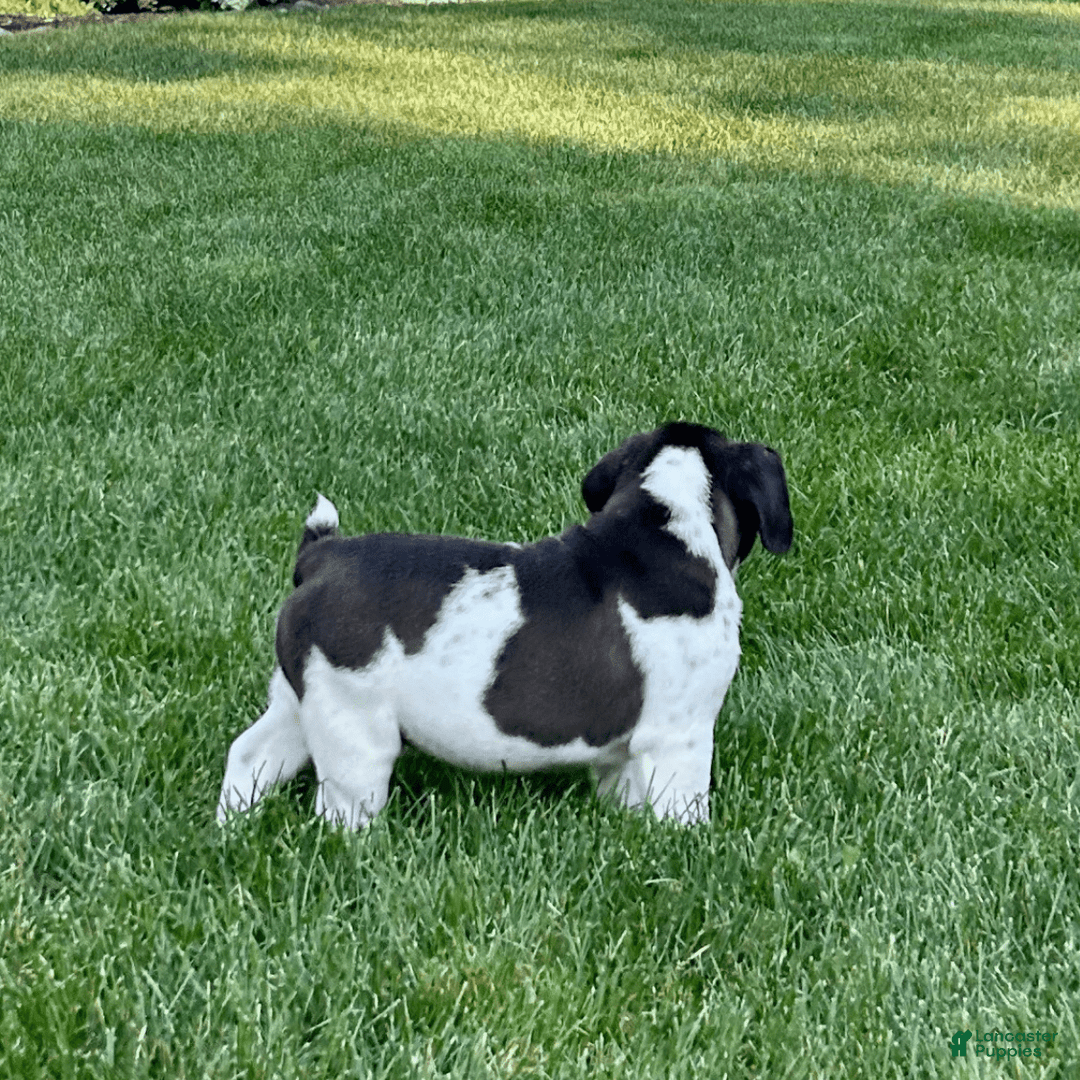 English Bulldog dogs for sale: Silas - Image 5