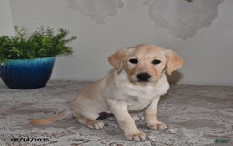 Labrador Retriever dogs for sale: Summer Rose - Image 3