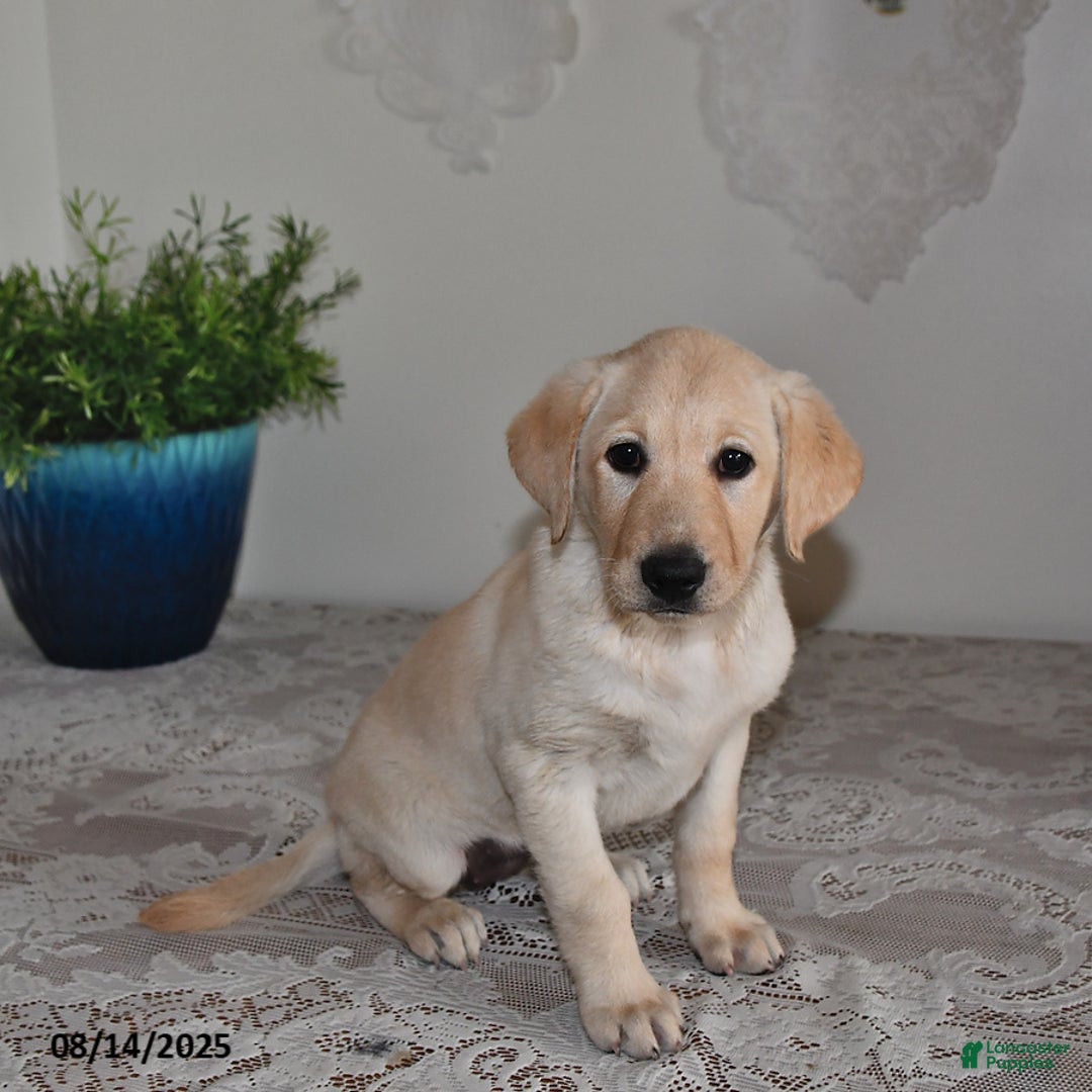 Labrador Retriever dogs for sale: Summer Rose - Image 3