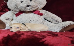 Miniature Dachshund dogs for sale: Butterbean - Image 10