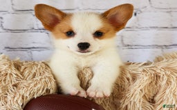 Welsh Corgi Pembroke dogs for sale: Welsh Corgi (Pembroke) 5 puppies - Image 6