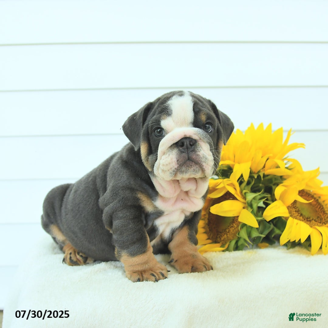 English Bulldog dogs for sale: Gunner - Image 4
