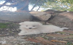 Siberian Husky dogs for sale: Kaya - Image 10